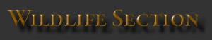 WildlifeSectn
