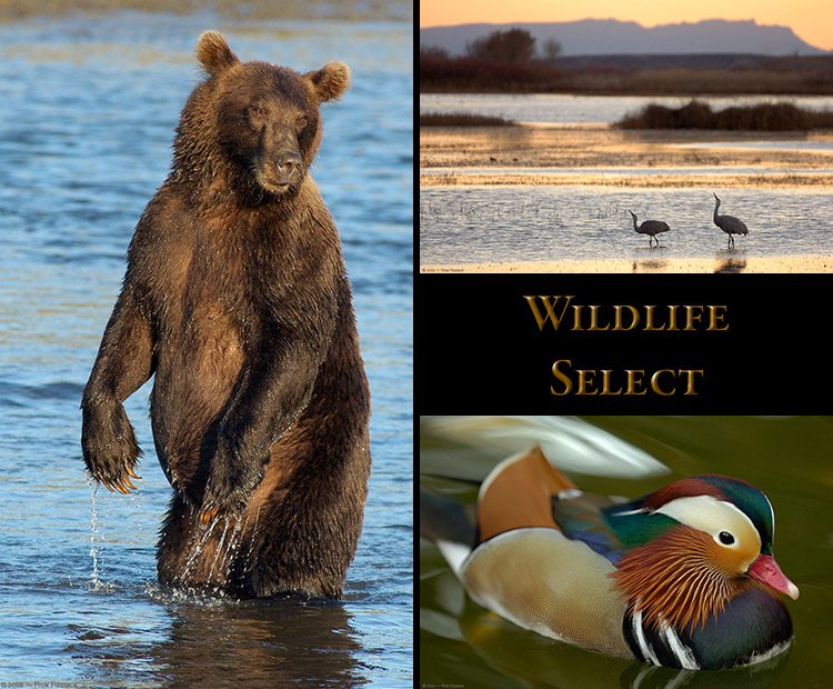 WildlifeSelect
