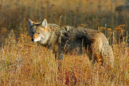 Coyote_TowerJunction_0332