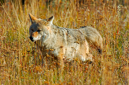 Coyote_TowerJunction_0346