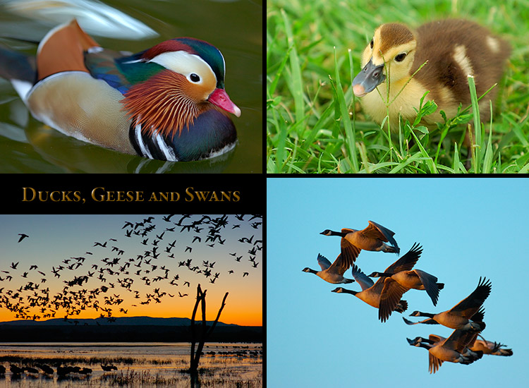 Ducks_Geese_Swans