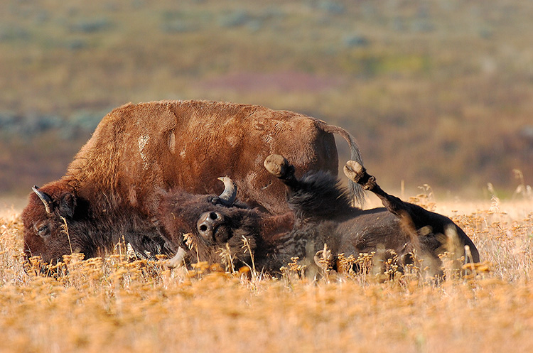 Bison_Wallow_LamarValley_8474