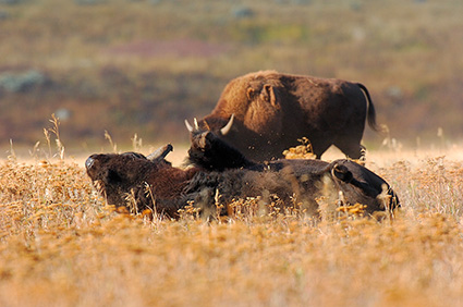 Bison_Wallow_LamarValley_8476