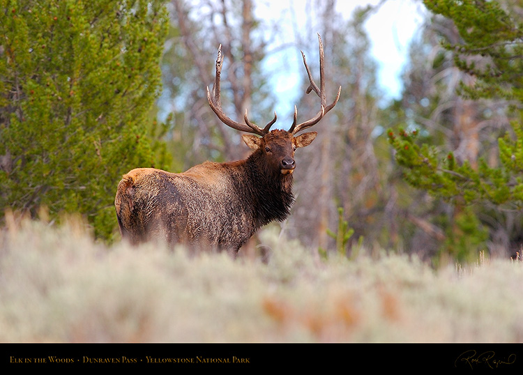 Elk_DunravenPass_Yellowstone_9997