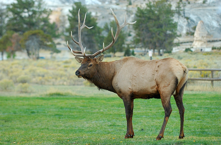 Elk_atDawn_MammothHS_1227