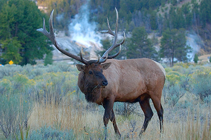 Elk_atDawn_MammothHS_8818