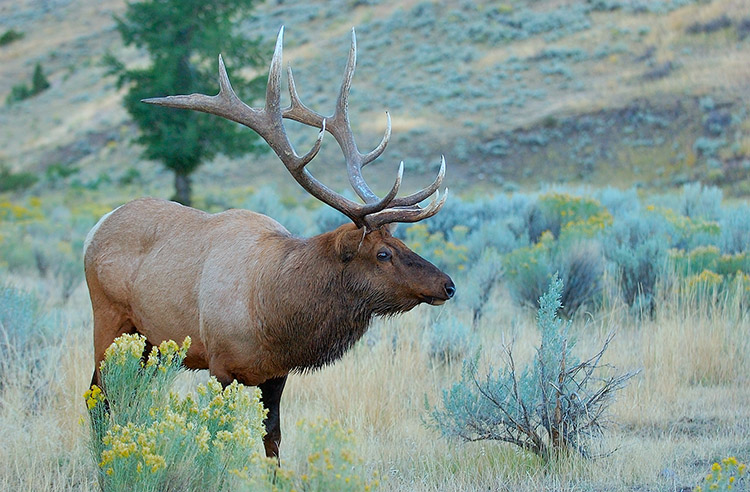 Elk_atDawn_MammothHS_8831