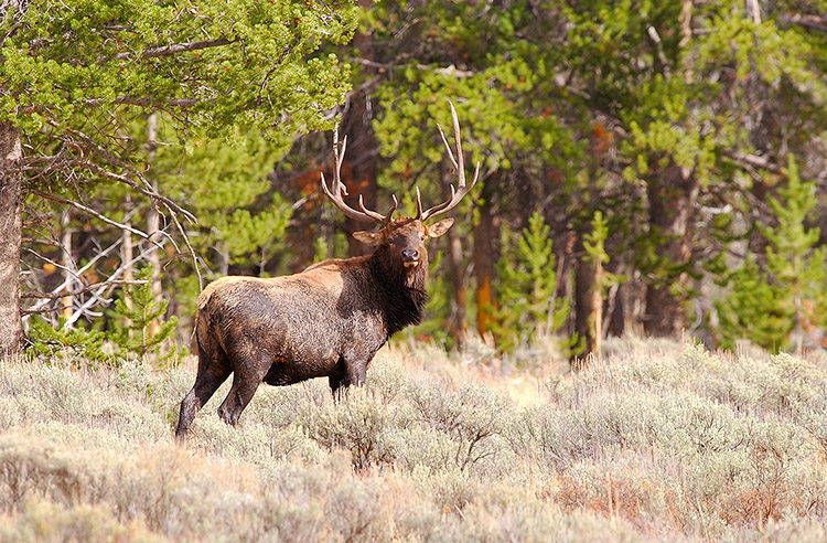 Elk_DunravenPass_Yellowstone_9987