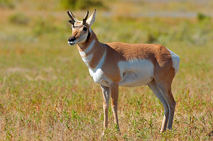 Pronghorn_YoungMale_LowerMammoth_7584