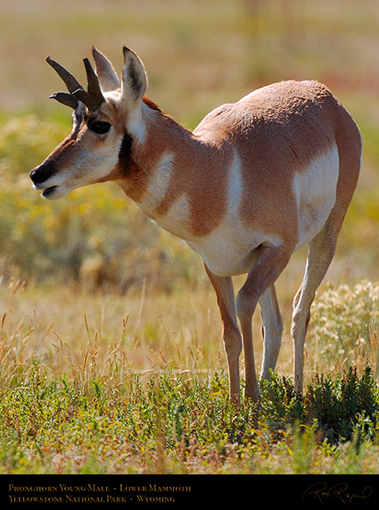 Pronghorn_YoungMale_LowerMammoth_7623