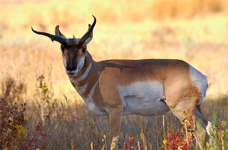 Pronghorn_LamarValley_0925