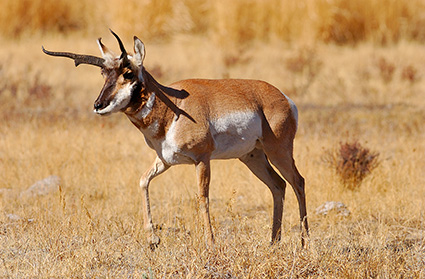 Pronghorn_LamarValley_0951