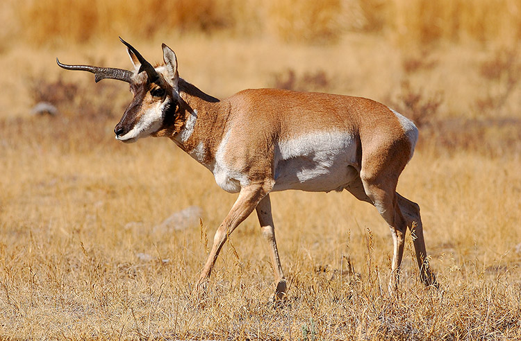Pronghorn_LamarValley_0952