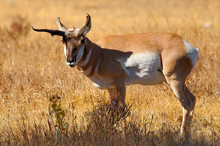 Pronghorn_LamarValley_0965