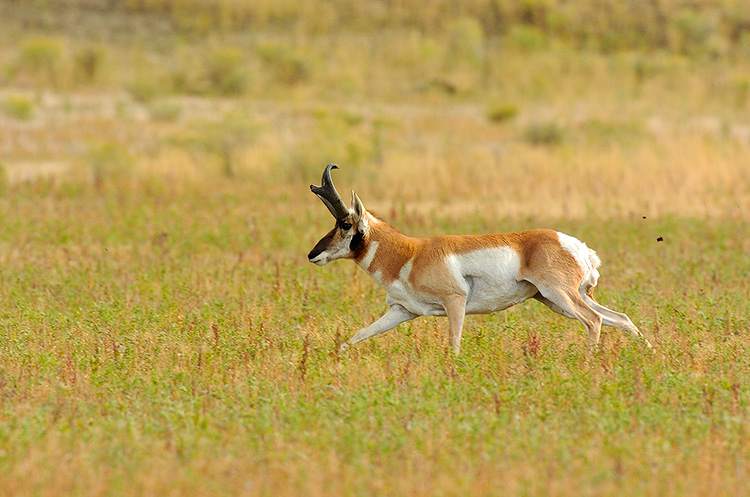 Pronghorn_NorthEntrance_Yellowstone_0140