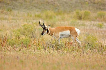 Pronghorn_NorthEntrance_Yellowstone_0158