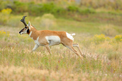 Pronghorn_NorthEntrance_Yellowstone_0215