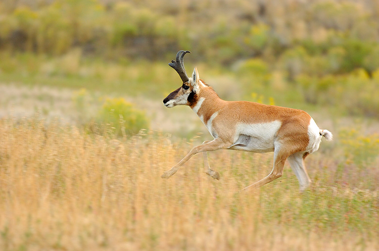 Pronghorn_NorthEntrance_Yellowstone_0217