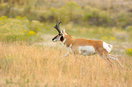 Pronghorn_NorthEntrance_Yellowstone_0218