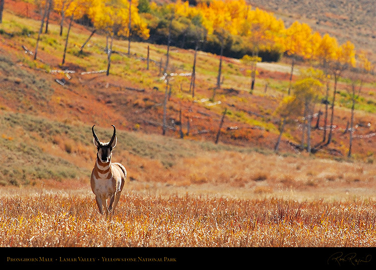 Pronghorn_LamarValley_0561