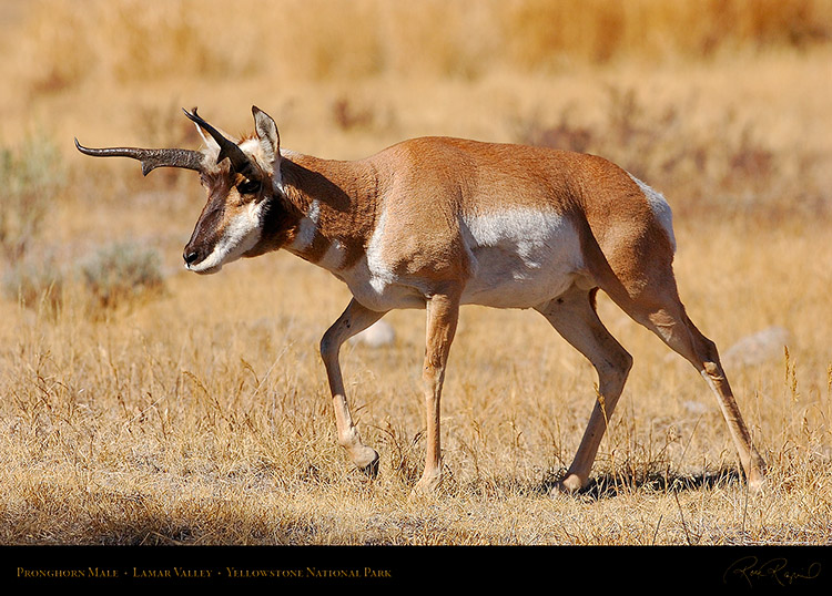 Pronghorn_LamarValley_0953