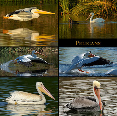 PelicanStudies_s