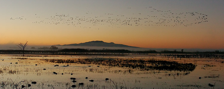 Bosque_Dawn_2285s