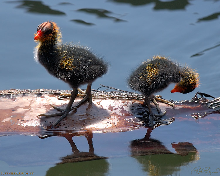 CootBabies_JuvenileCuriosity_4407s