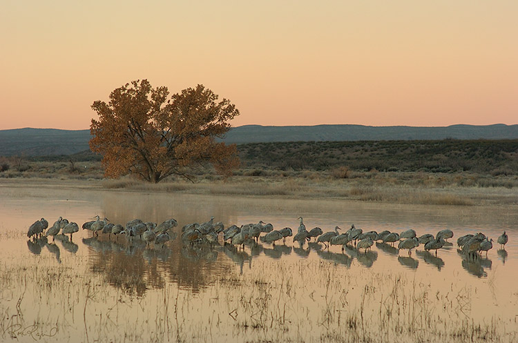 CranePool_at_Dawn_2320s