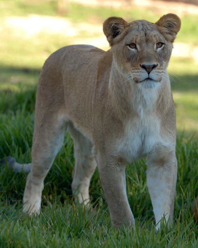 Lioness_X8501s